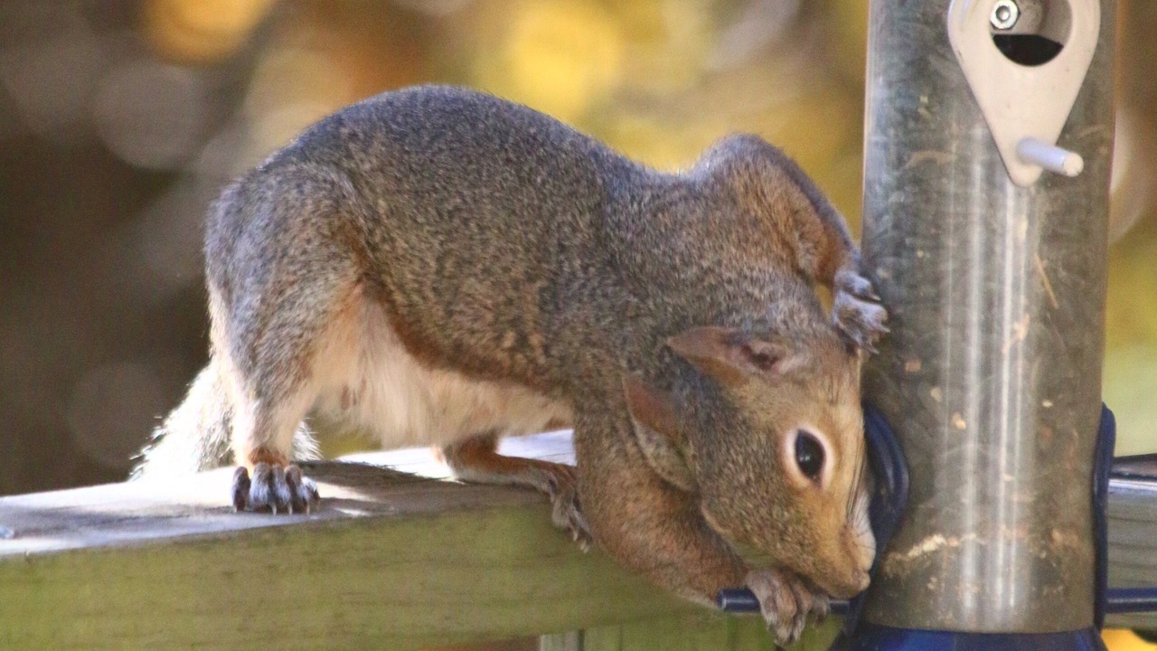 Photo of Others in Sylvan Shores