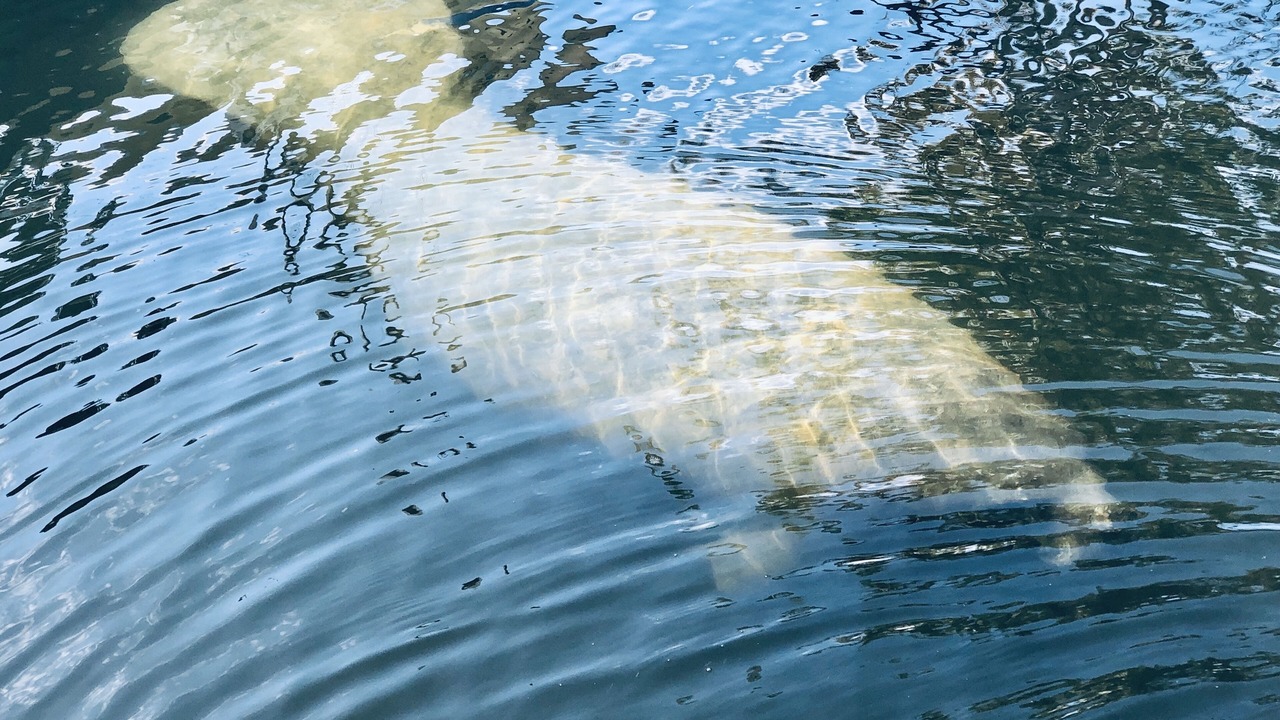 Photo of Outdoor in Islamorada