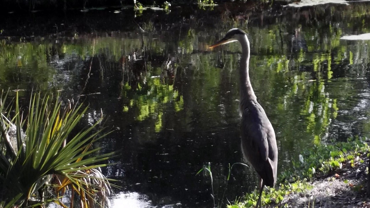 Photo of Others in Shipyard Plantation