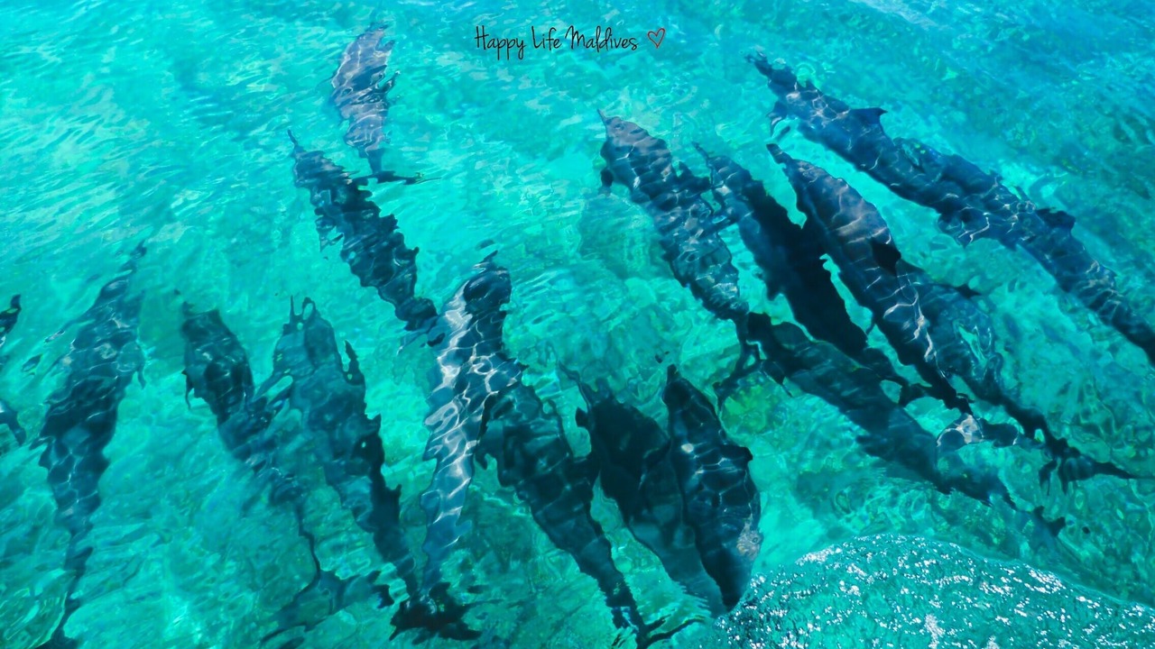 Photo of Outdoor in Dhiffushi