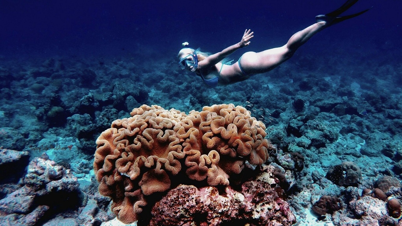 Photo of Others in Dhiffushi