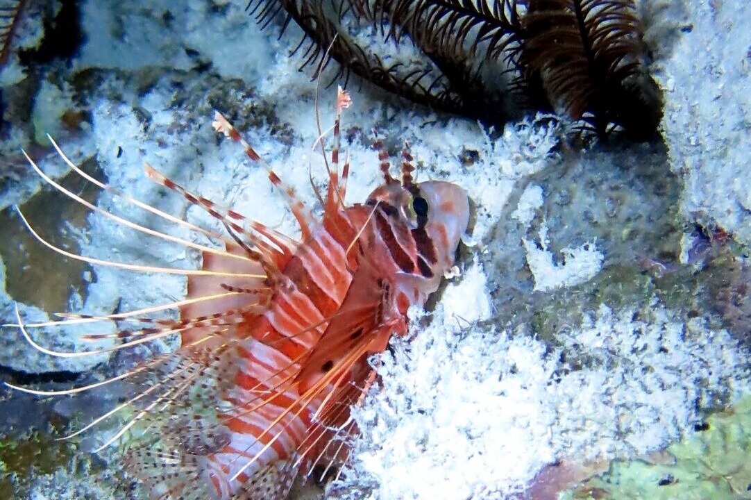 Photo of Outdoor in Dhiffushi