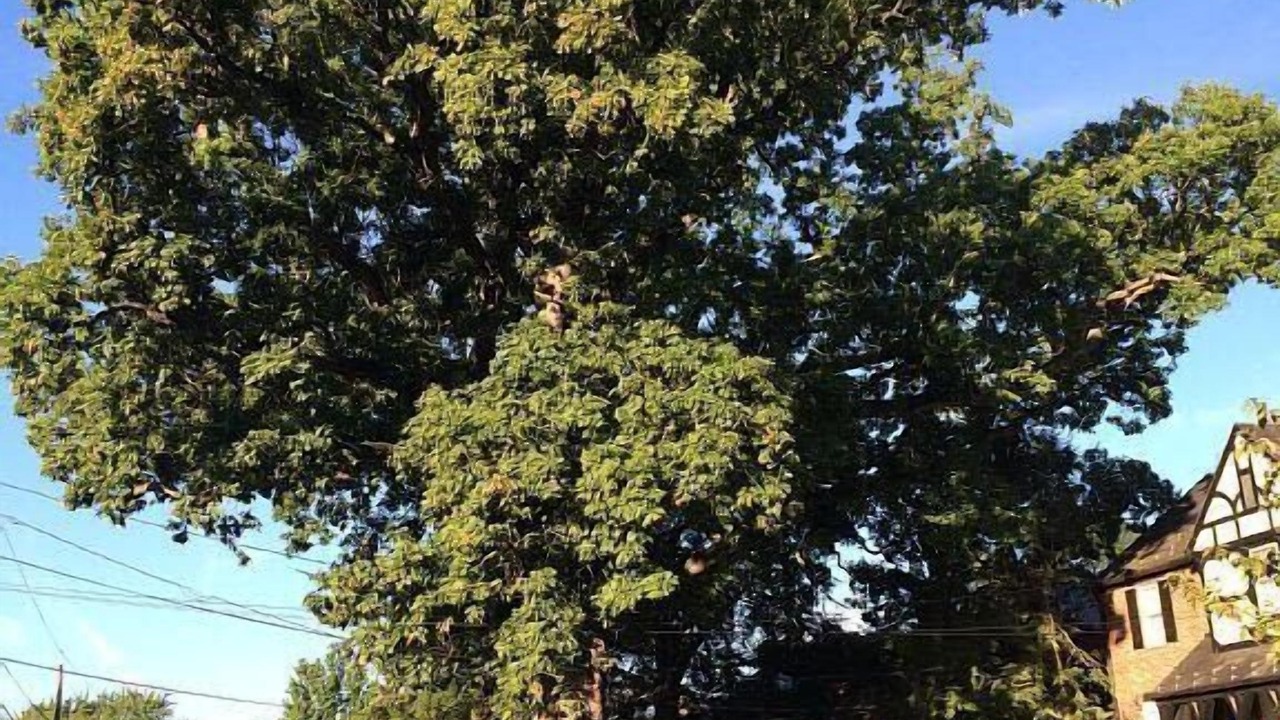 Photo of Others in Northwest