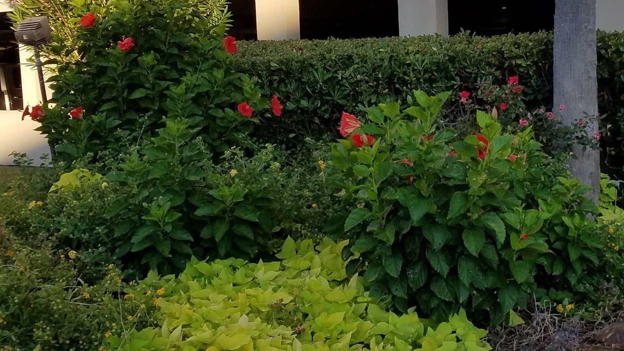 Photo of Outdoor in North Myrtle Beach