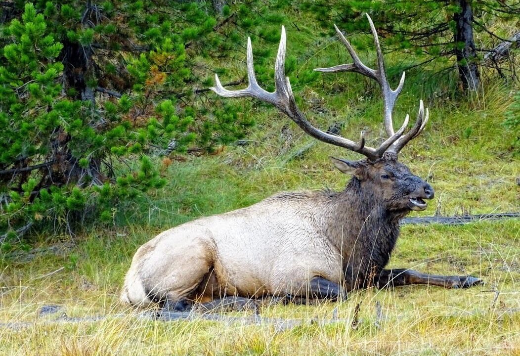Photo of Others in Alpine