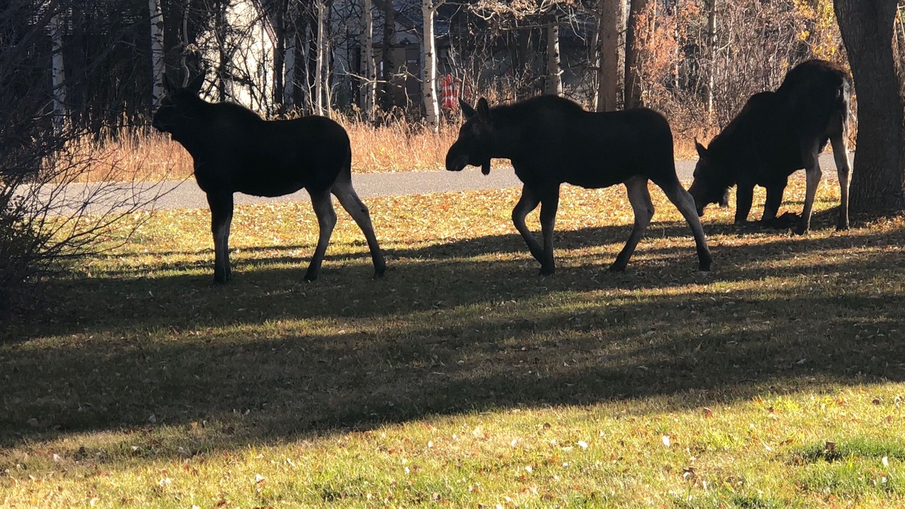Photo of Others in Moose Wilson Road
