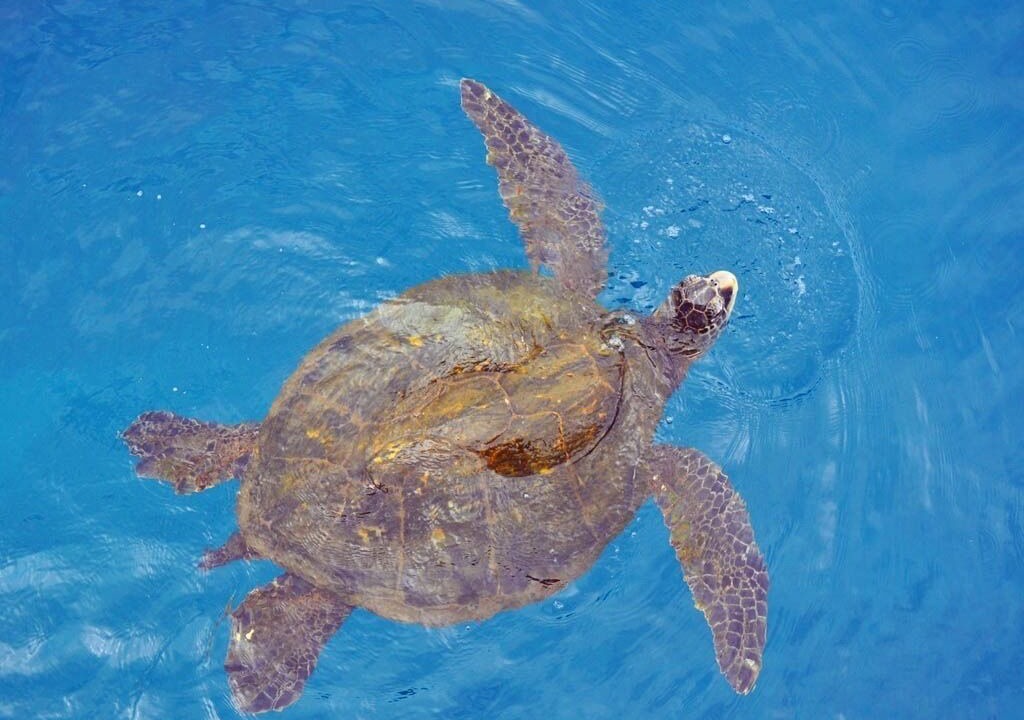 Photo of Outdoor in Kihei