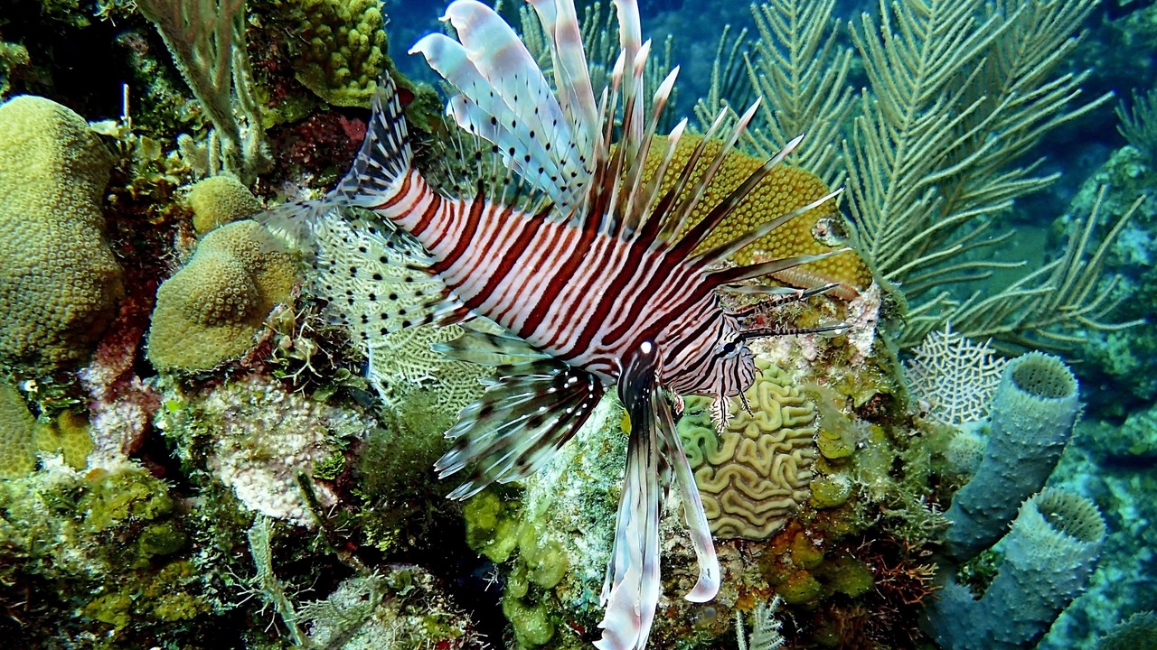 Photo of Outdoor in Antoneys Cay
