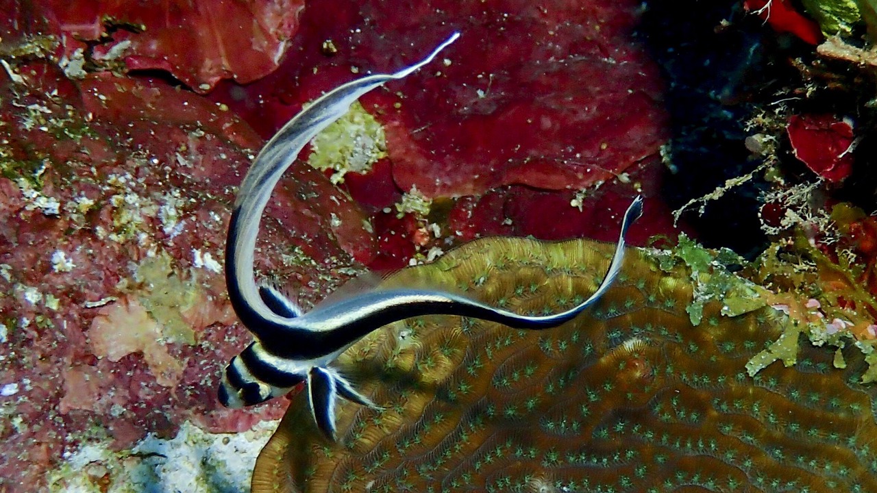 Photo of Outdoor in Antoneys Cay