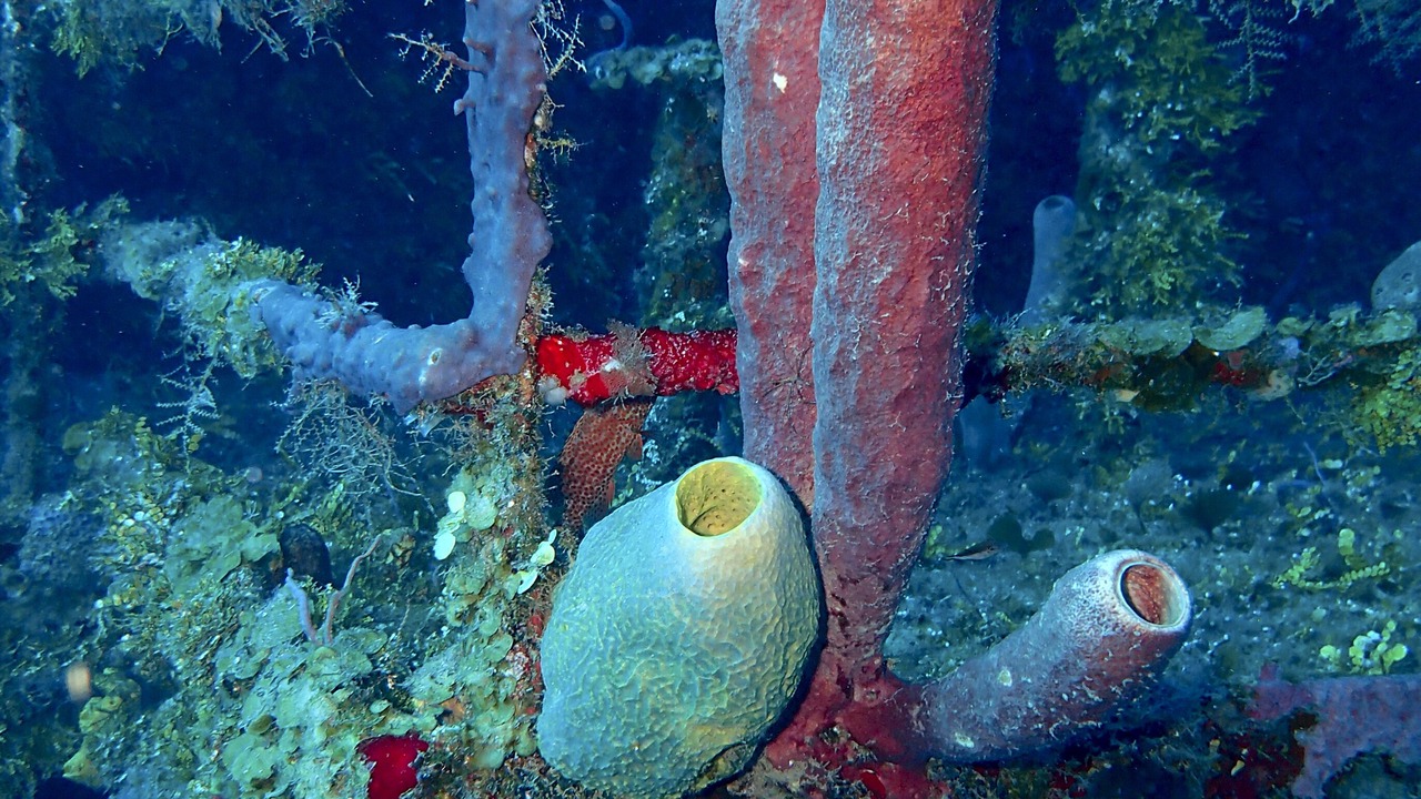 Photo of Outdoor in Antoneys Cay