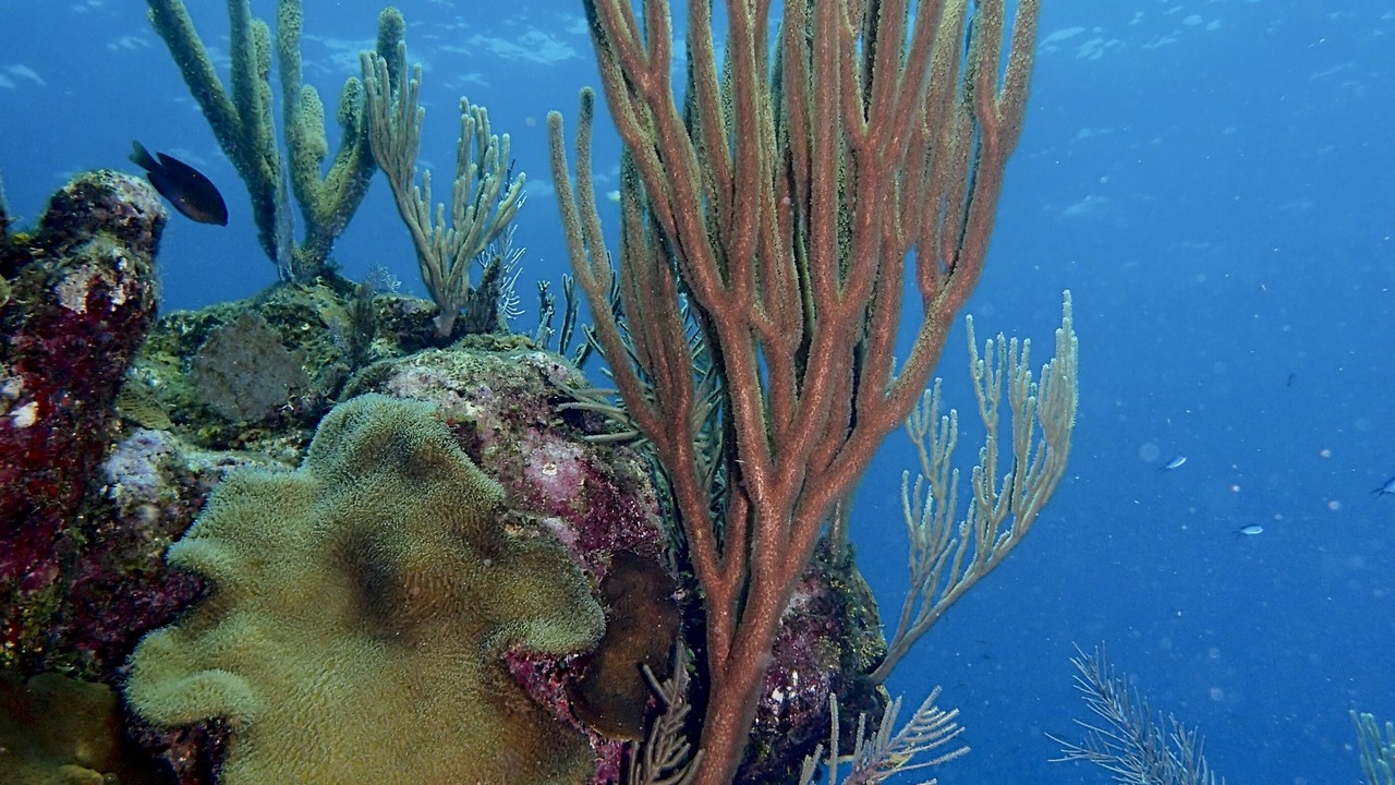 Photo of Others in Antoneys Cay