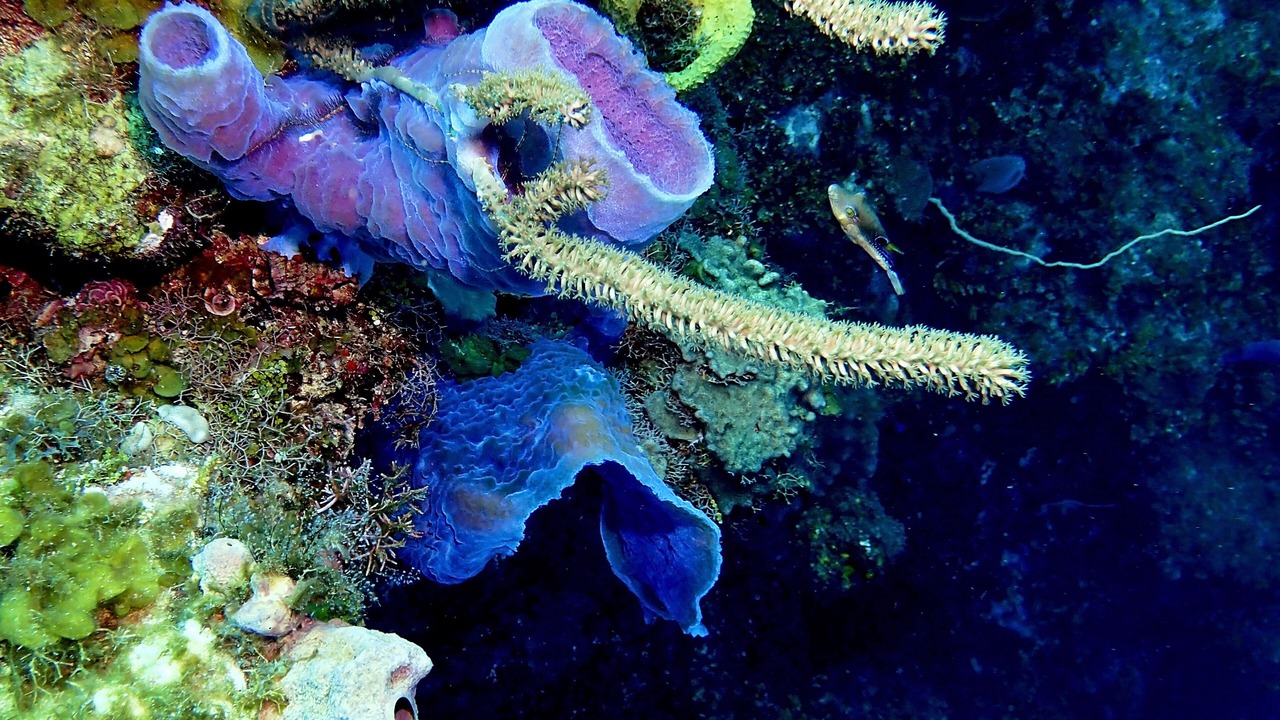 Photo of Outdoor in Antoneys Cay