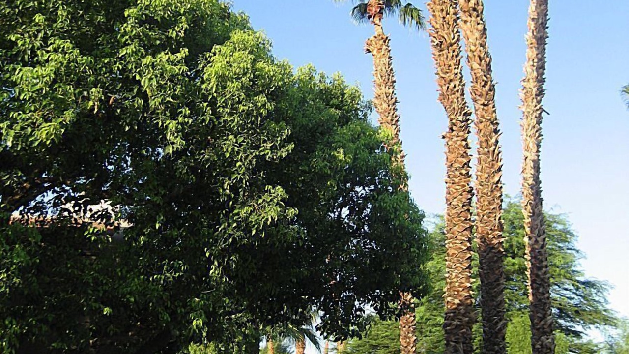 Photo of Others in Palm Desert