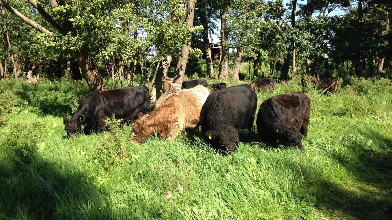 Photo of Others in Oberuckersee