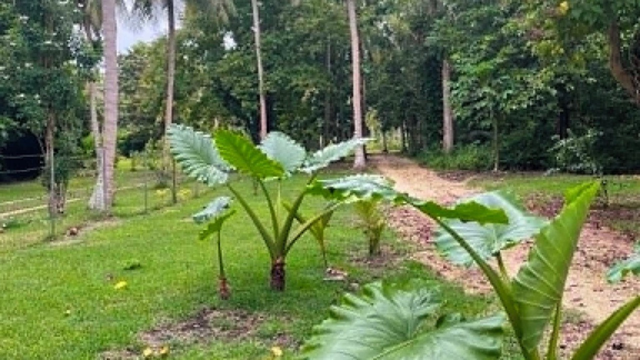 Photo of Outdoor in Saraotou
