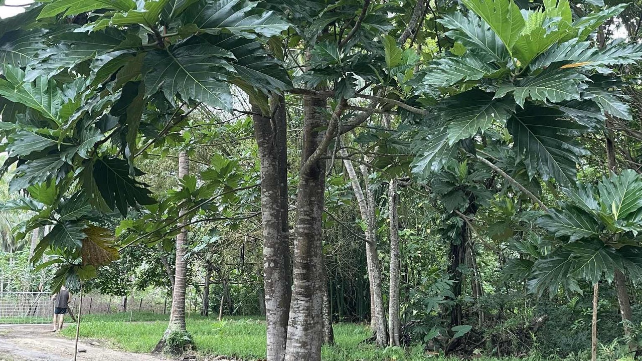 Photo of Outdoor in Saraotou