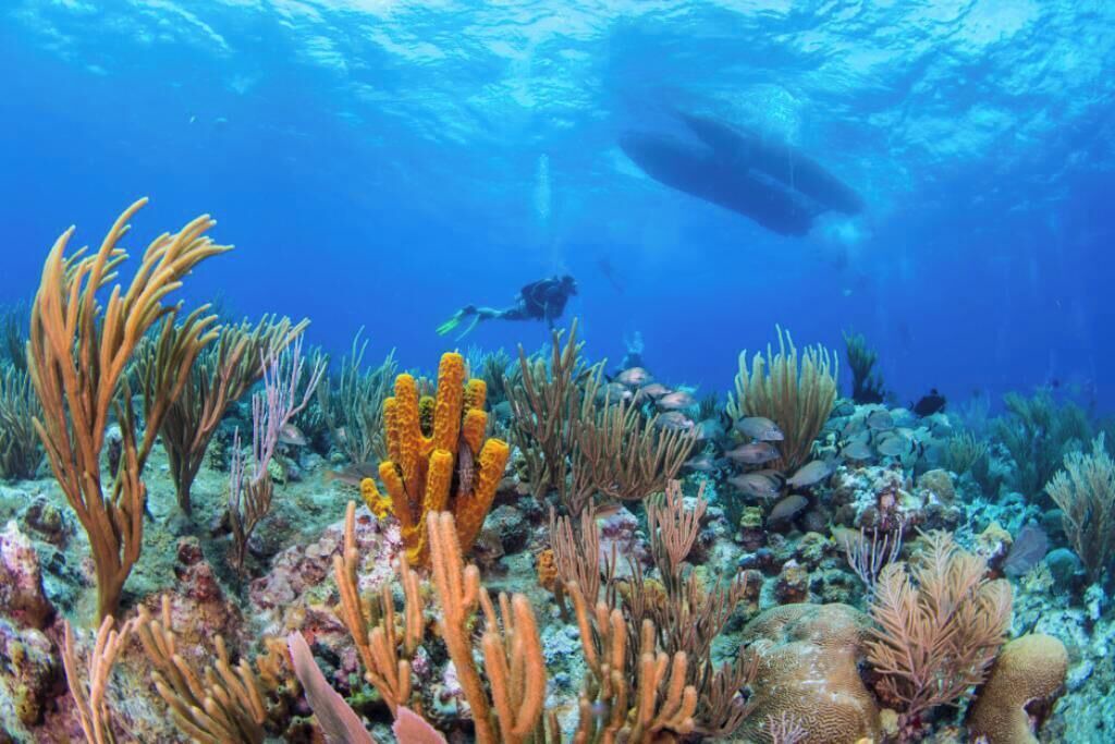 Photo of Others in Colliers Bay