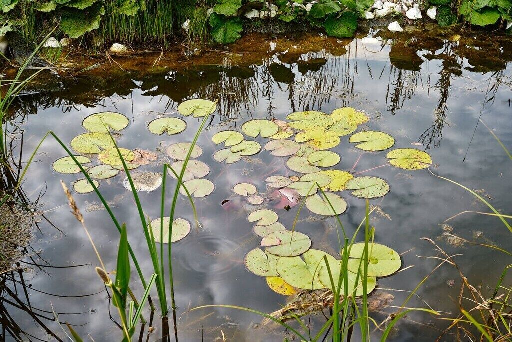 Photo of Others in Monschau