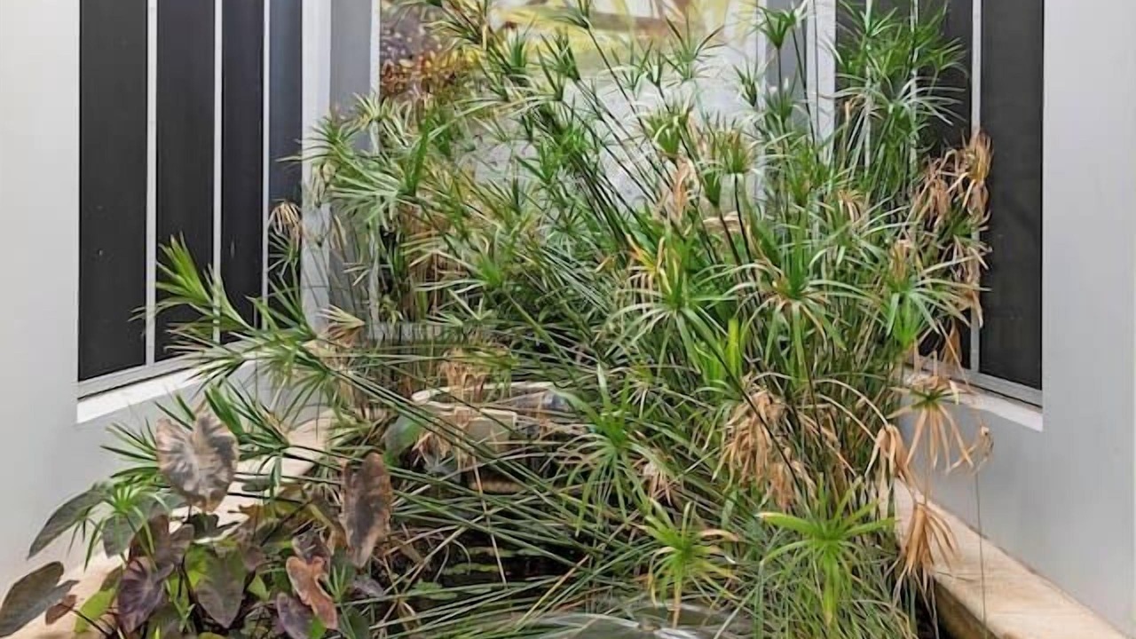 Photo of Outdoor in Parap