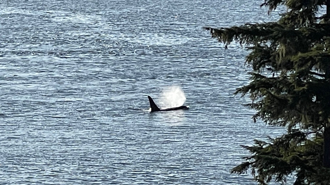 Photo of Others in Telegraph Cove