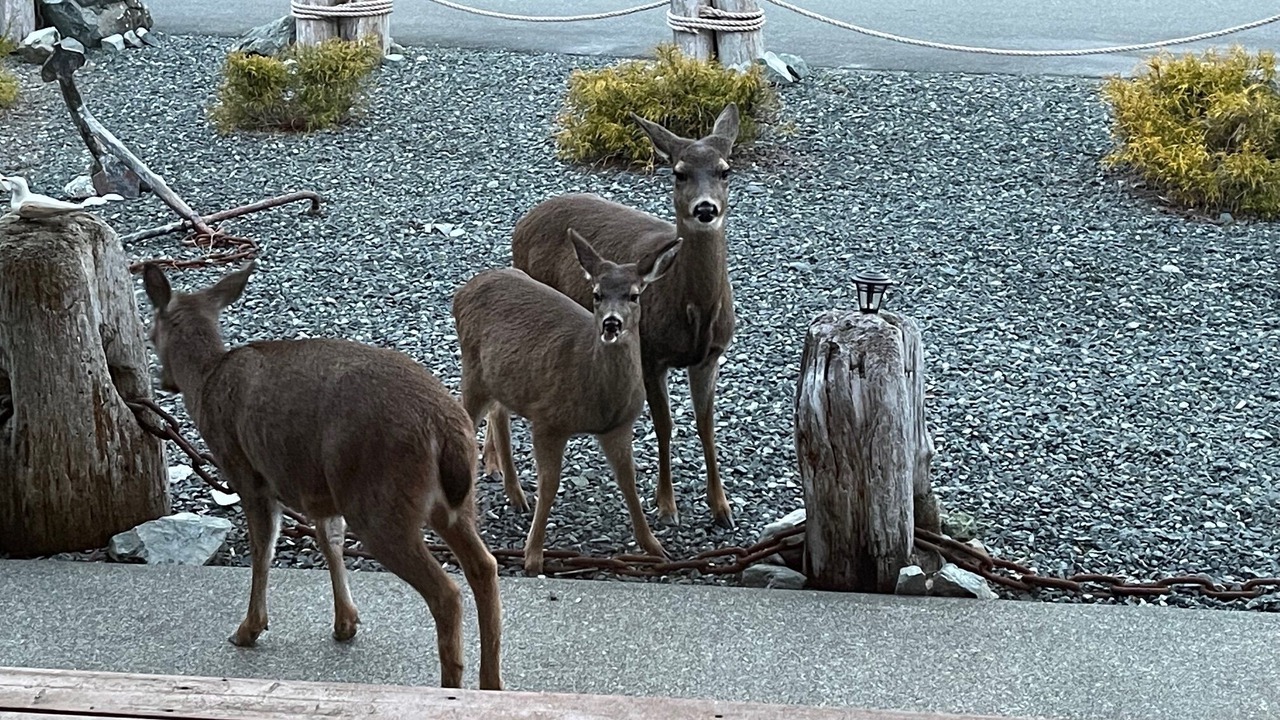 Photo of Outdoor in Telegraph Cove