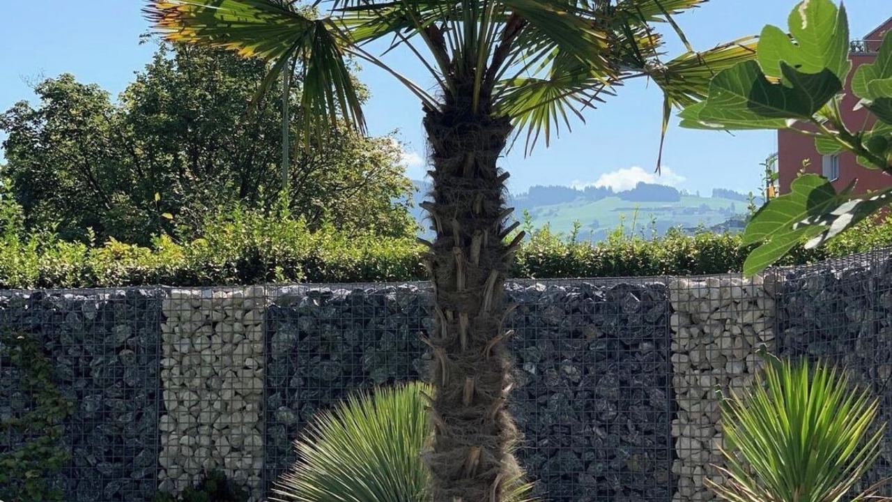 Photo of Outdoor in Horgen District