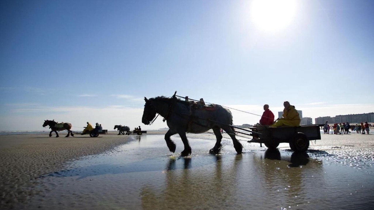 Photo of Others in Nieuwpoort-aan-Zee