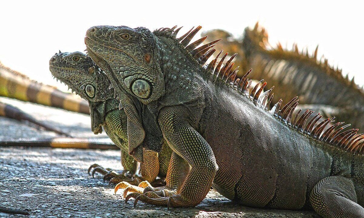 Photo of Others in Antoneys Cay