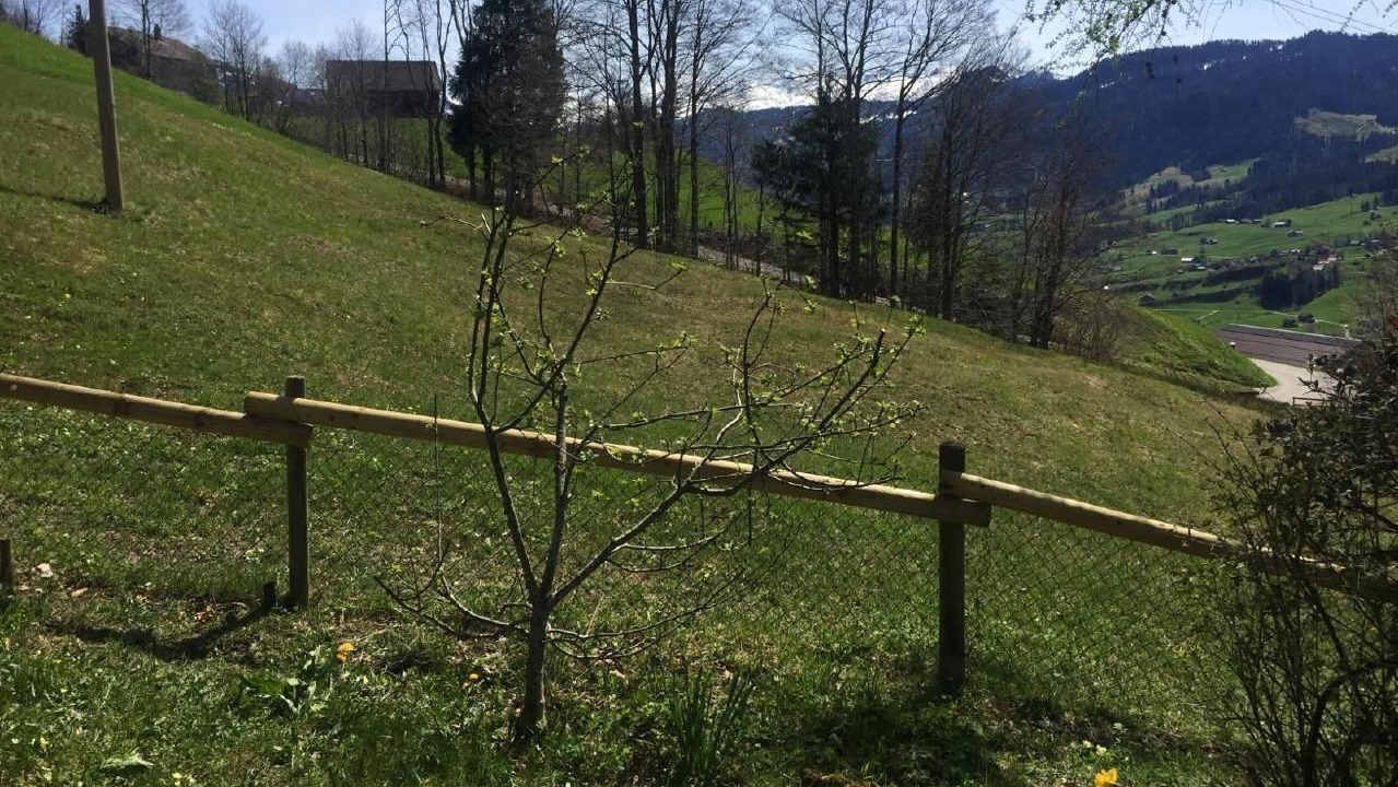 Photo of Others in Krummenau