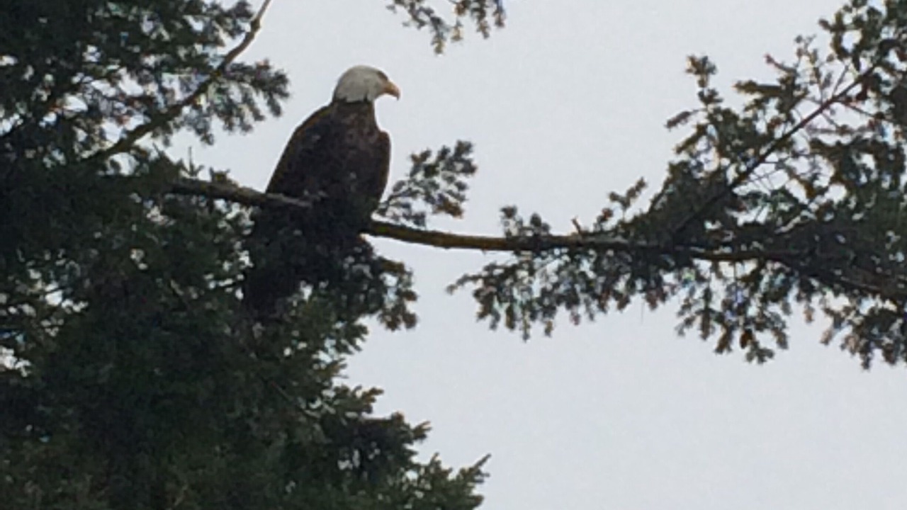 Photo of Others in Campbell River