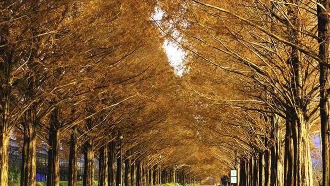 Photo of Others in Imazu