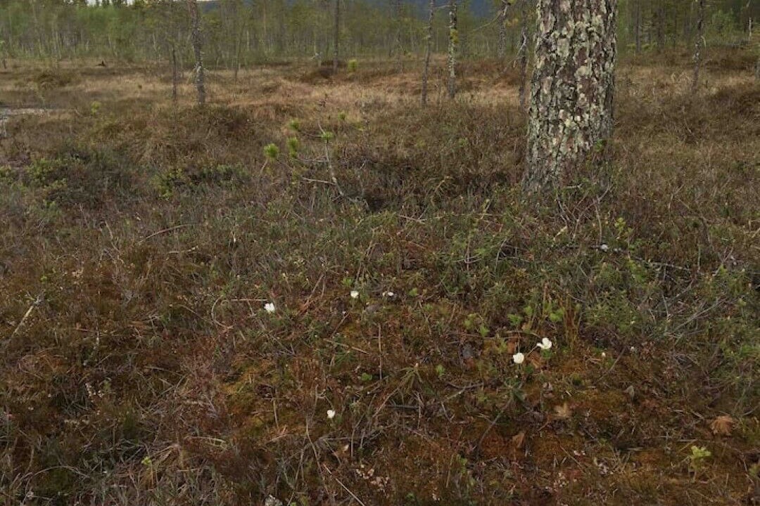 Photo of Others in Yllasjarvi