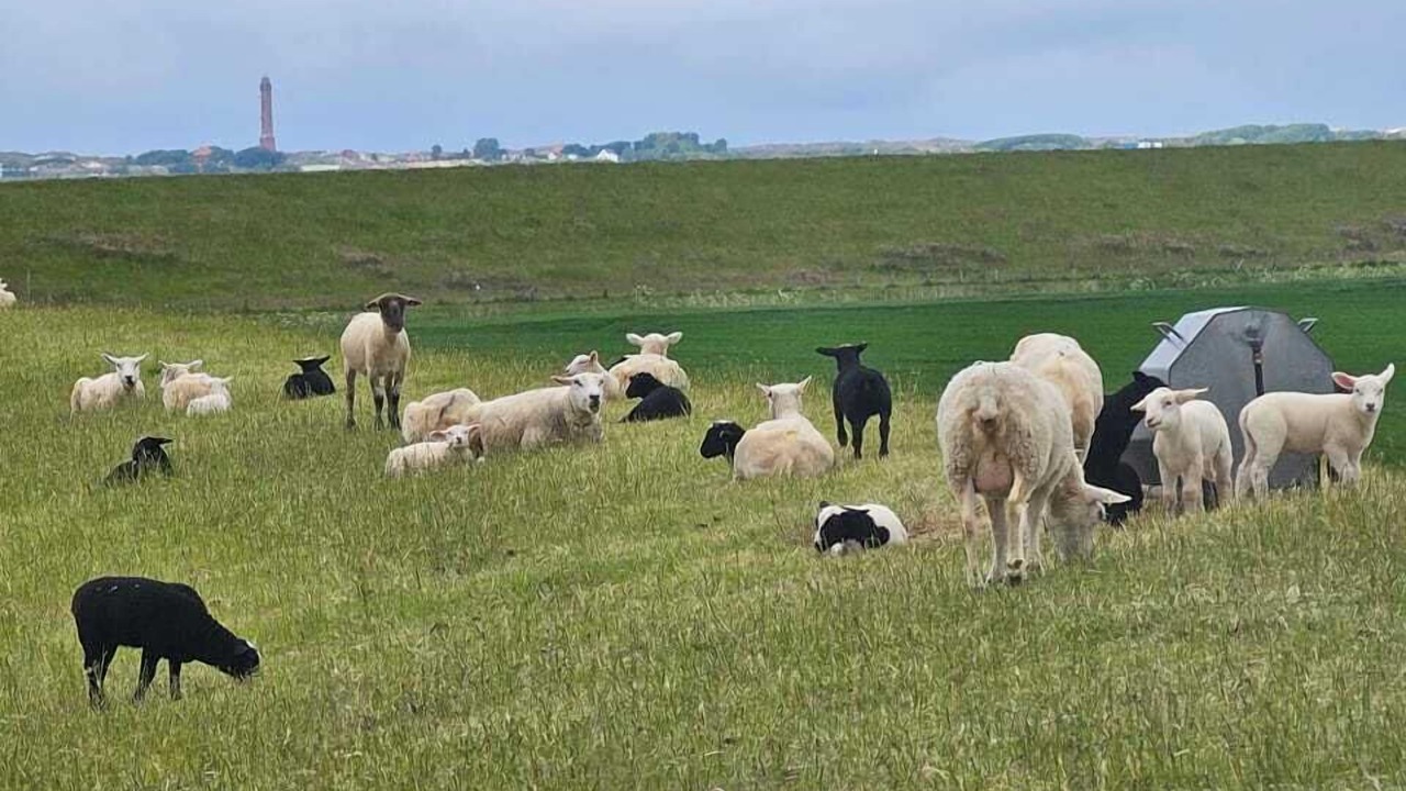 Photo of Others in Norden