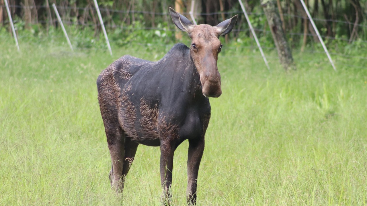 Photo of Others in Lamoine