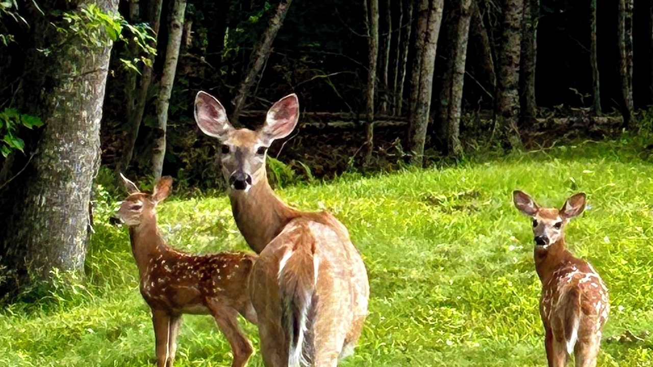 Photo of Others in Lamoine