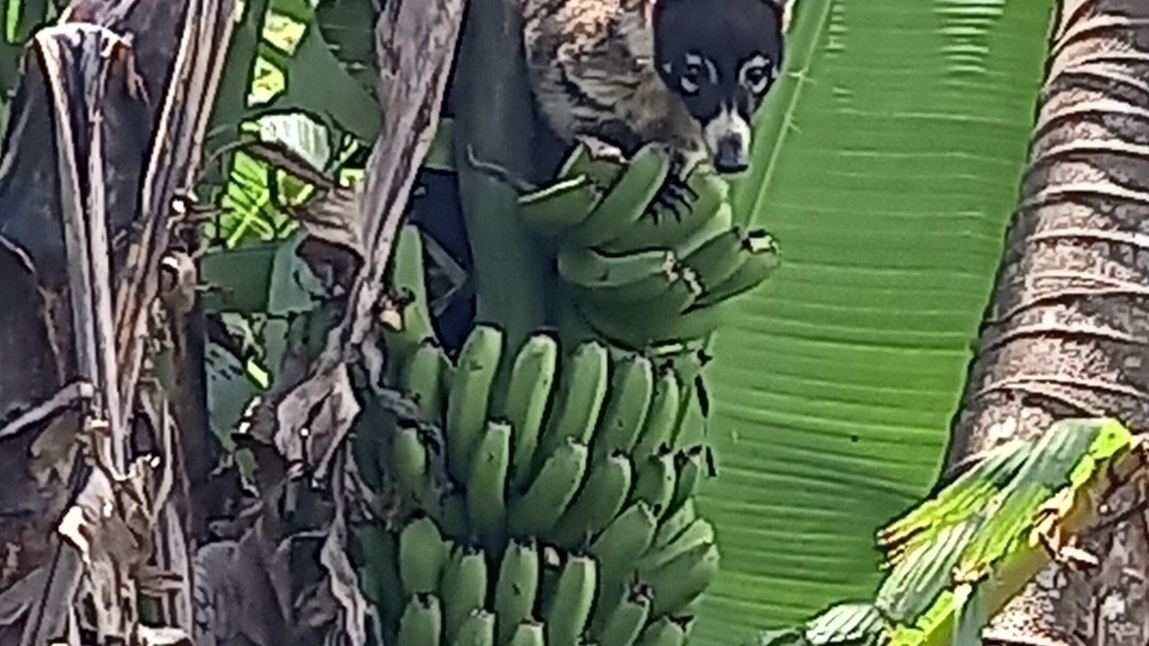 Photo of Others in Santa Elena