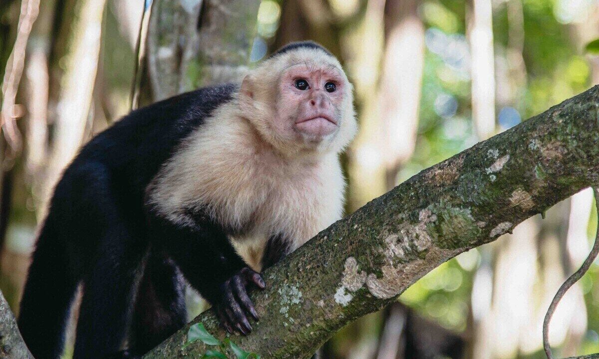 Photo of Others in Jaco