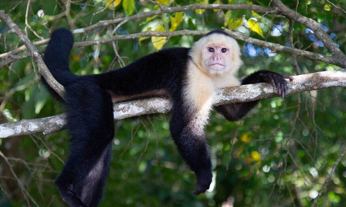 Photo of Others in Jaco