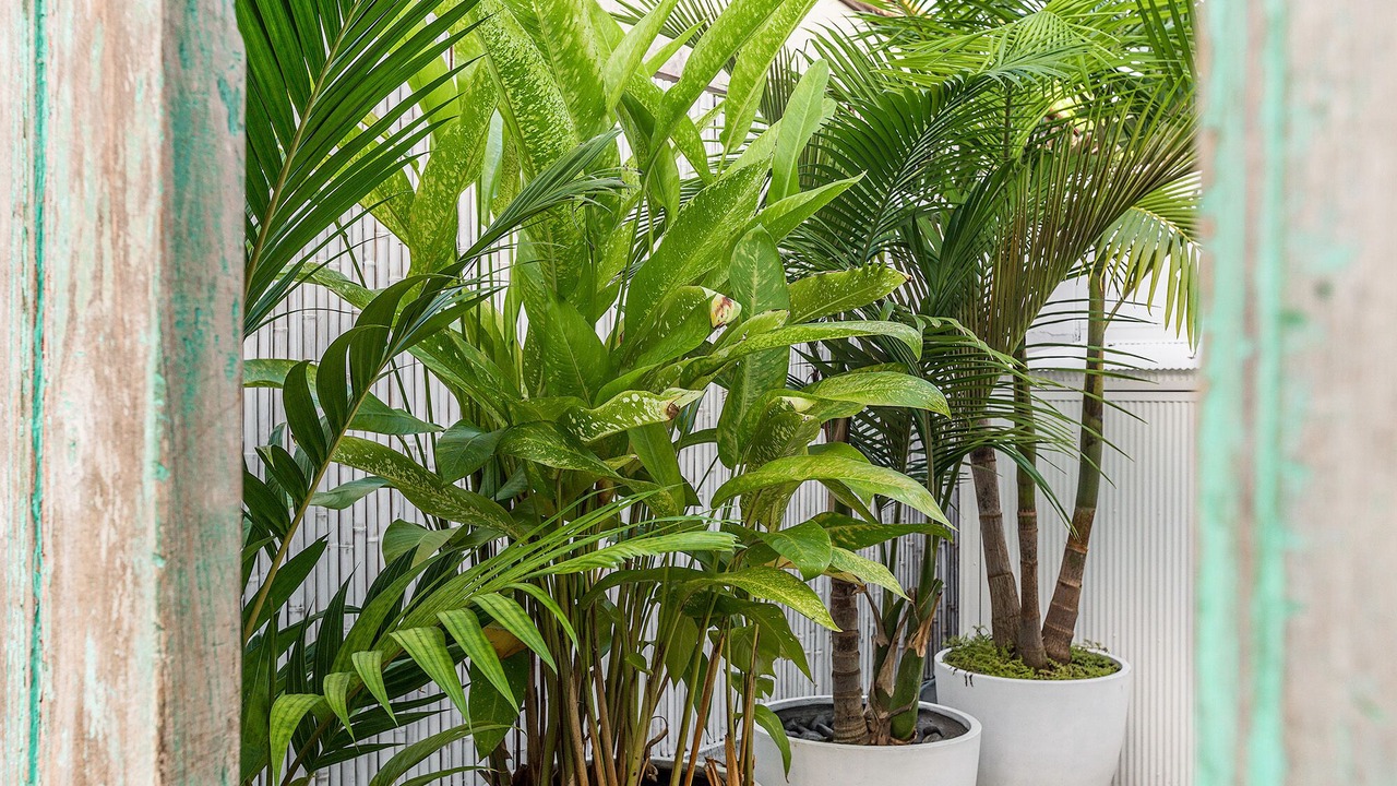 Photo of Outdoor in Byron Bay