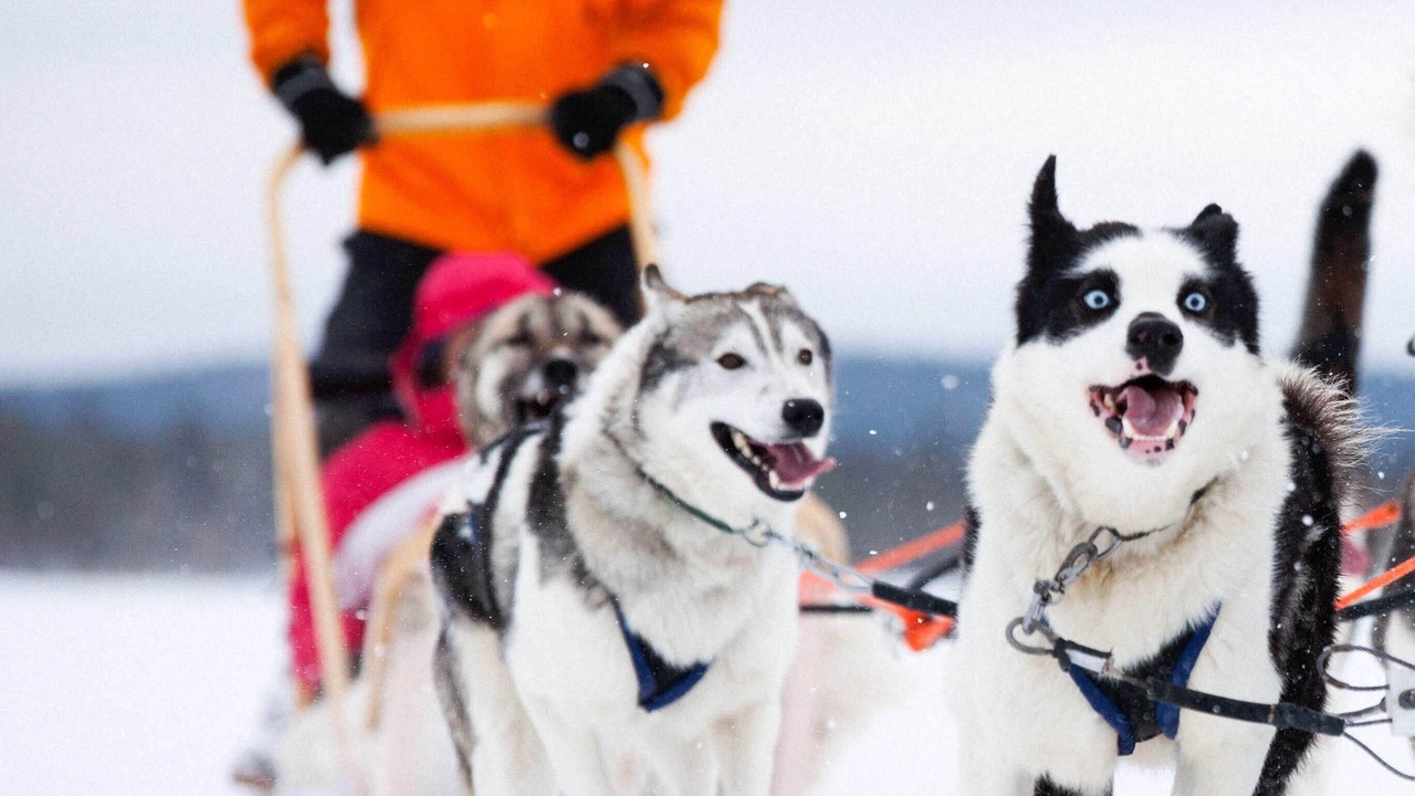 Photo of Others in Rovaniemi