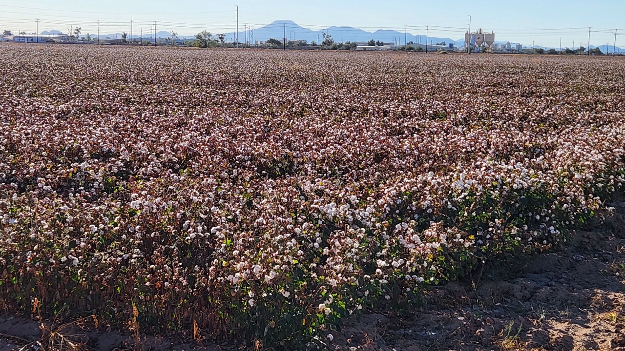 Photo of Others in Casa Grande
