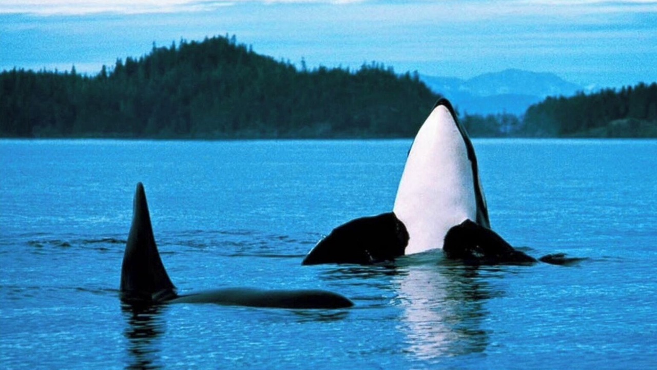Photo of Others in Deer Harbor