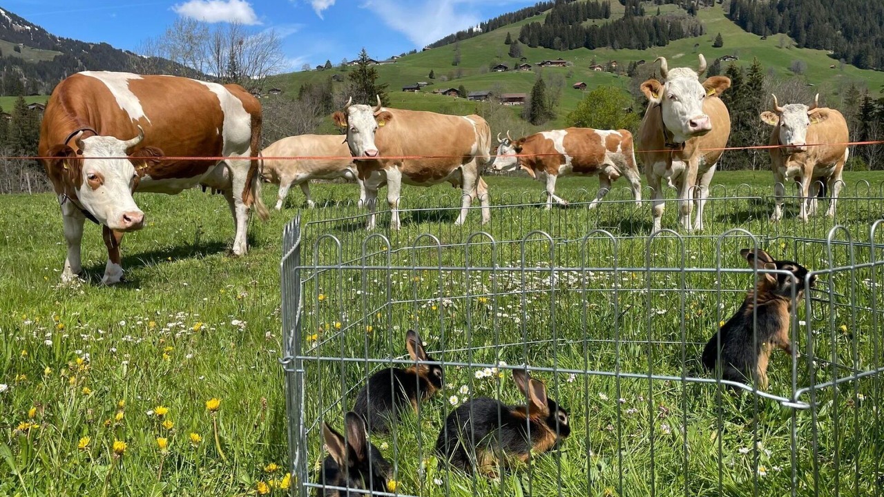 Photo of Others in Zweisimmen Nr Gstaad