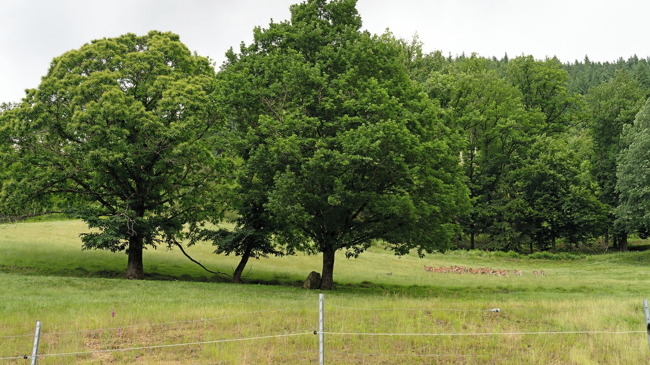Photo of Others in Ohlsbach