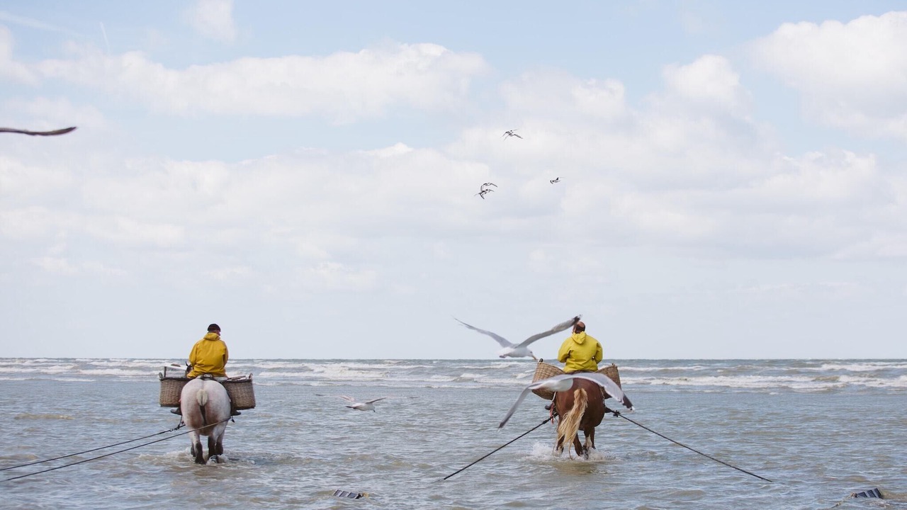 Photo of Others in Oostduinkerke-Bad