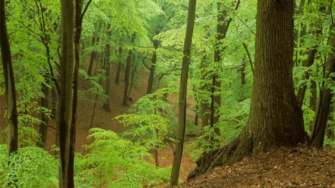 Photo of Others in 's-Gravenzande