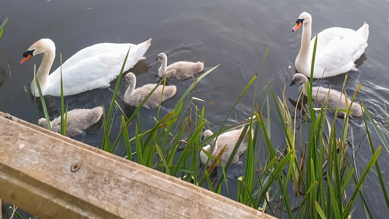 Photo of Others in Wisbech