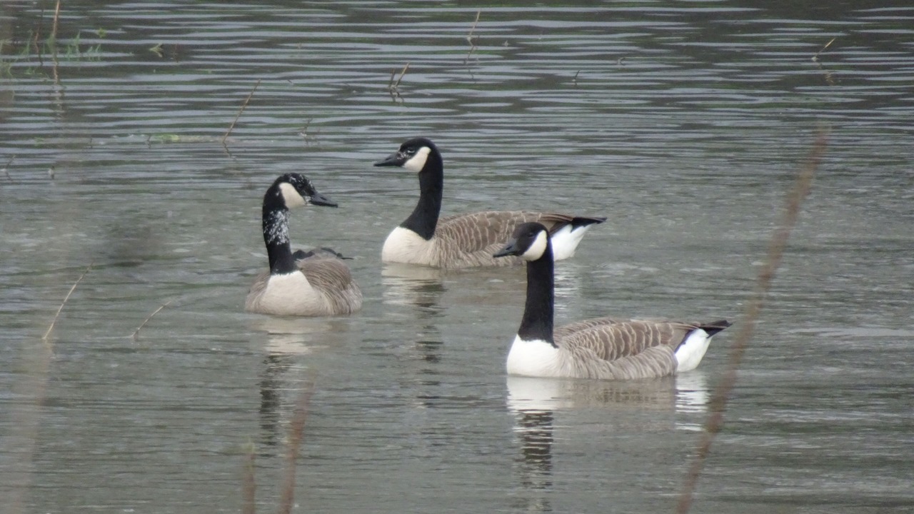 Photo of Others in Leun