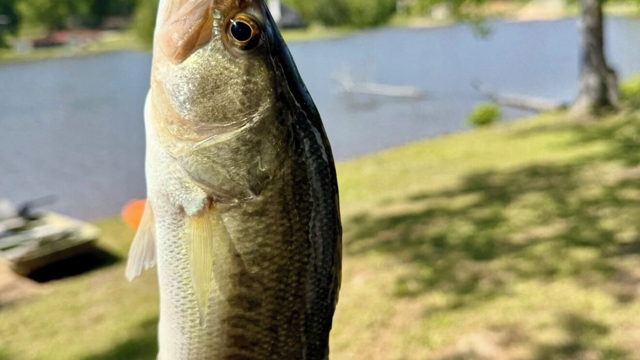 Photo of Others in Meridian