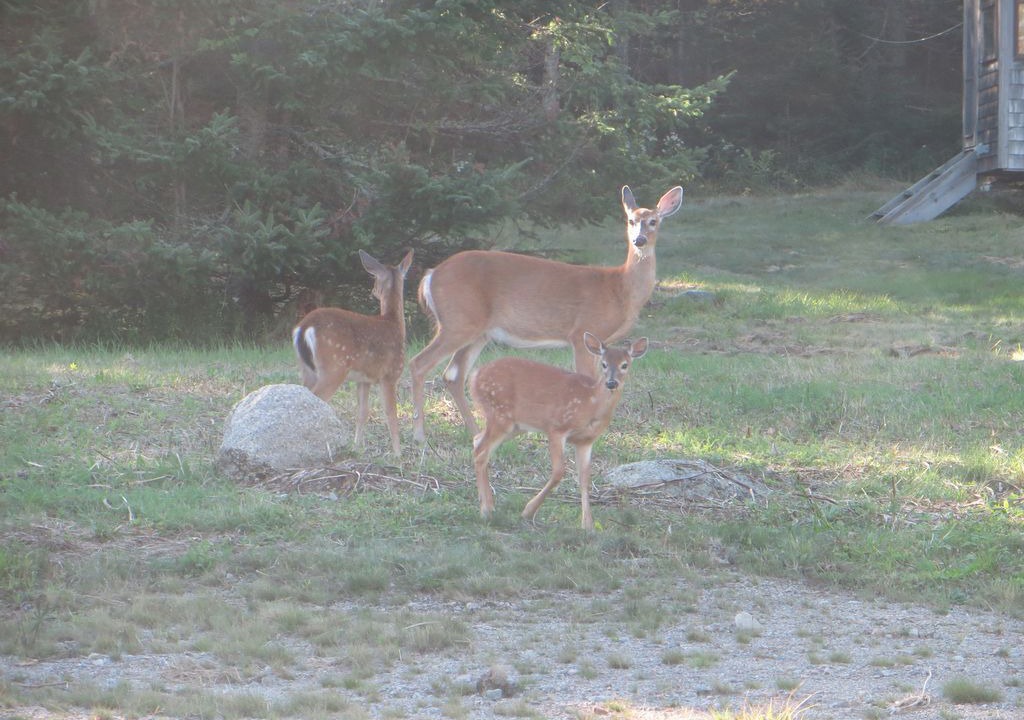 Photo of Others in Hancock Point